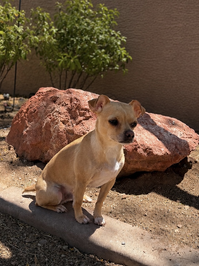 Chacho sitting on a garden path beside a large red rock